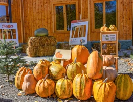 Festival de la calabaza