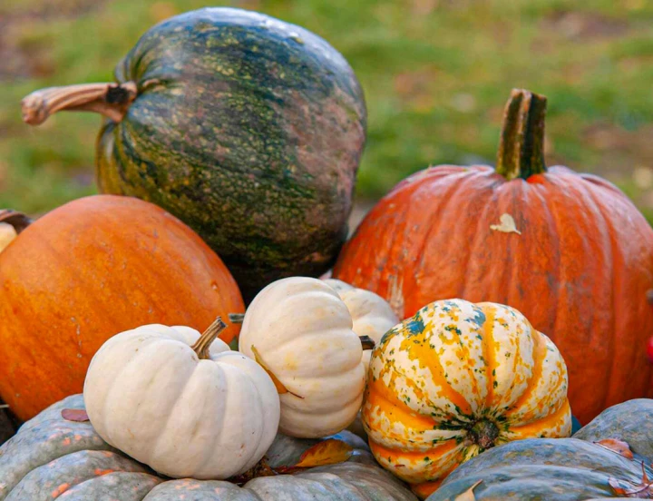 Festival de la calabaza