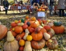 Festival de la calabaza