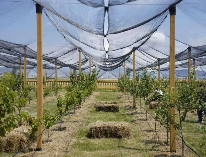 Festival de Bayas de Verano