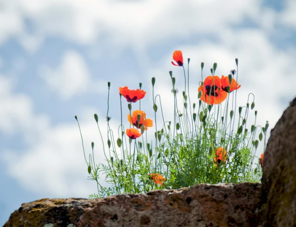 Catedral de Aruch, Marmashen, Gyumrí, Museo de la Vida Urbana, Harichavanq
