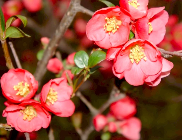 Avventure naturali in Armenia in 2 giorni con rafting sul fiume Debed