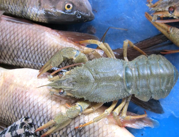 Озеро Севан, Монастырь Севанаванк, Рыбалка на озере Севан, прогулка на берегу