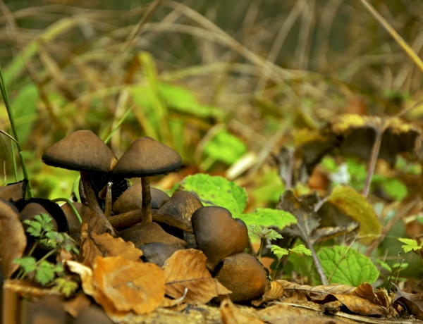 Dilijan, Haghartsin Monastery, Goshavank Monastery, Lake Parz (Crystal)