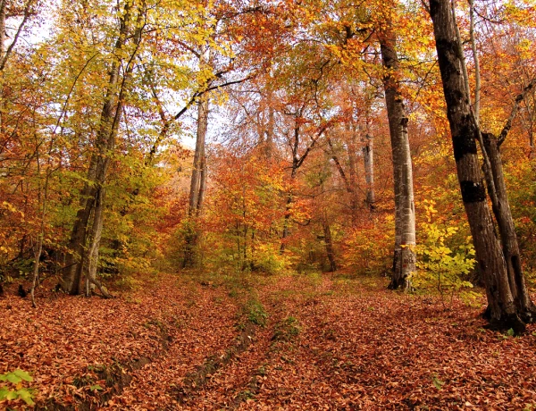Lake Sevan, Sevanavank, Dilijan, Haghartsin, Goshavank, Lake Parz (Crystal)