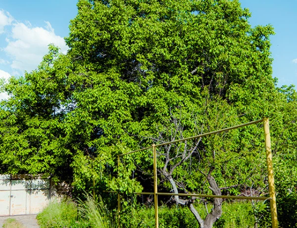 Дом Абелянов