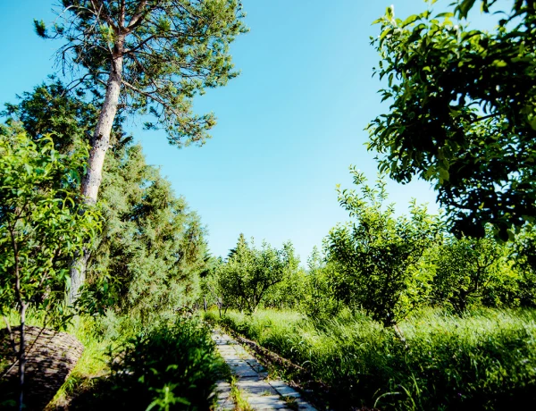 Дом Абелянов