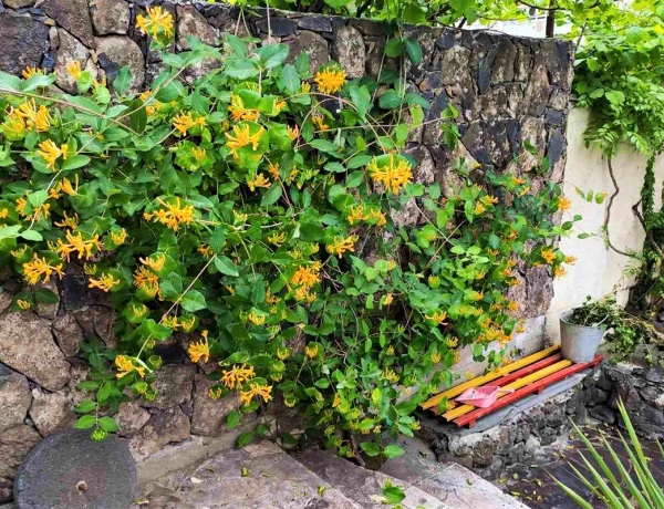 Деревенский дом