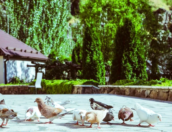 Нор Джрахац