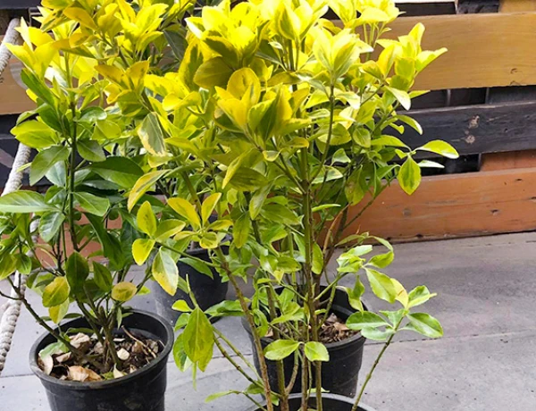 Իմպրեսսո Քոֆիշոփ